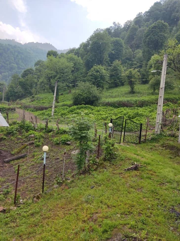 بومگردی جنگلی در روستای چسلی ماسال بالکن