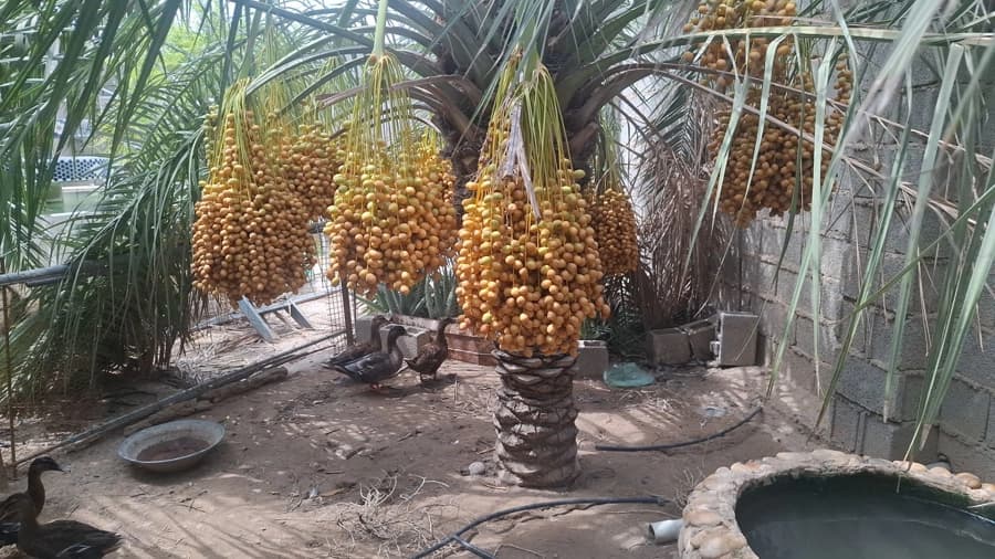 حیاط