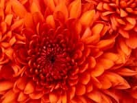 hostIntroImage-مجید اسدنیا
