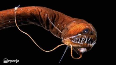 تصویر از ترسناک‌ترین موجودات اعماق دریا؛ هیولاهای اقیانوس را بشناسید | سپنجا