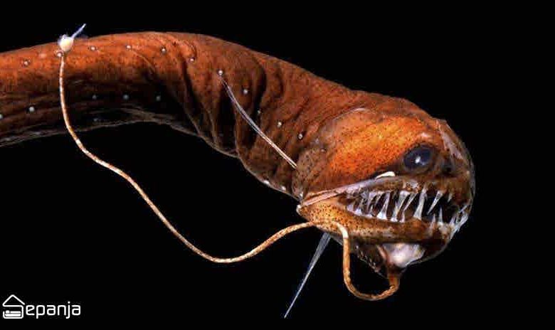 قلابچه ماهی یا شیطان سیاه با دندان‌های نیشی تیز