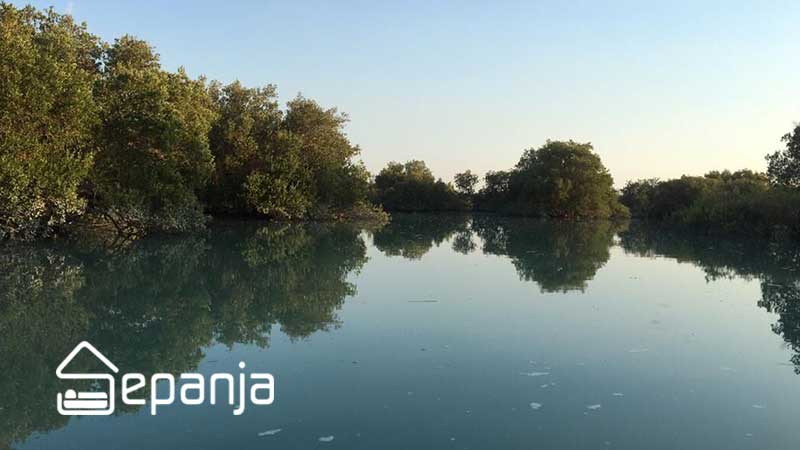 جنگل های حرا ؛ جاذبه ای برای طبیعت گردان حرفه ای 5 جنگل حرا قشم