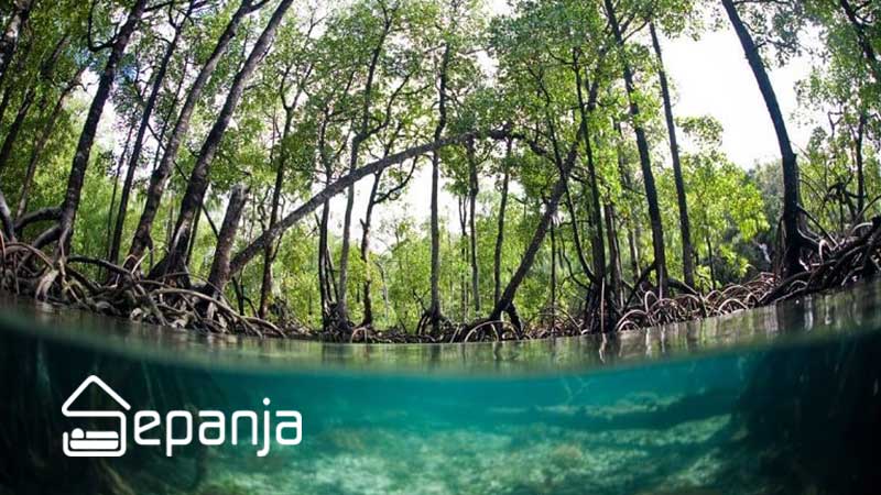 جنگل های حرا ؛ جاذبه ای برای طبیعت گردان حرفه ای 3 جنگل های حرا در جزیره قشم