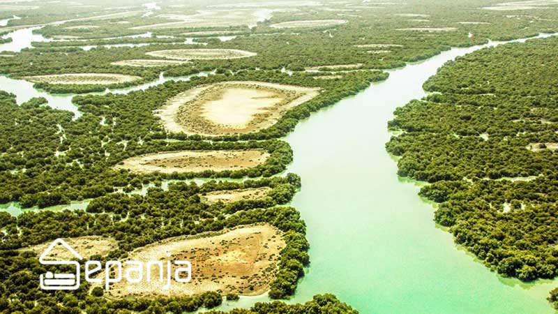 جنگل های حرا ؛ جاذبه ای برای طبیعت گردان حرفه ای 4 جنگل های حرا