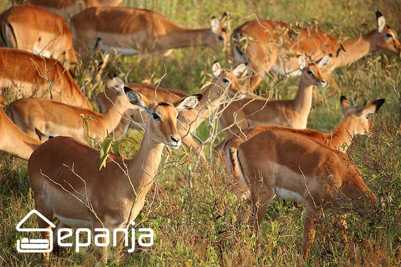 پارک آهوان در کیش