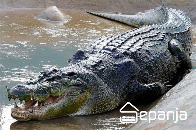 پارک زیبای کروکودیل قشم