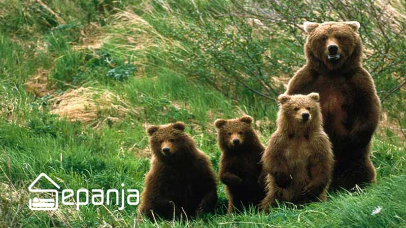 جنگل های هیرکانی ، الماس سبز شمال کشور را بشناسید 4 جانوران جنگل های هیرکانی