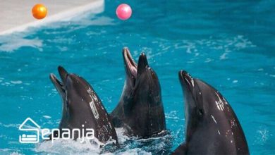 تصویر از حقایقی در مورد پارک دلفین های کیش ، دلفاریوم کیش+ تصاویر واقعی