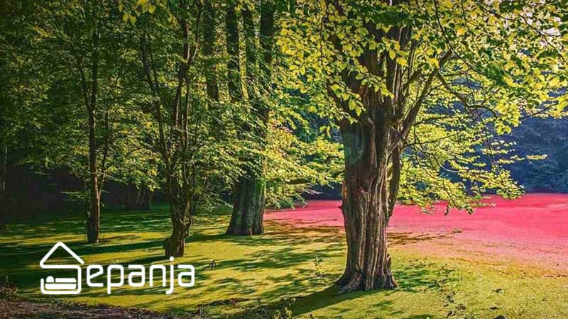 مرداب هسل چالوس؛ جاذبهای رنگارنگ در تمام فصلها | سپنجا 5 بهترین فصل مرداب هسل