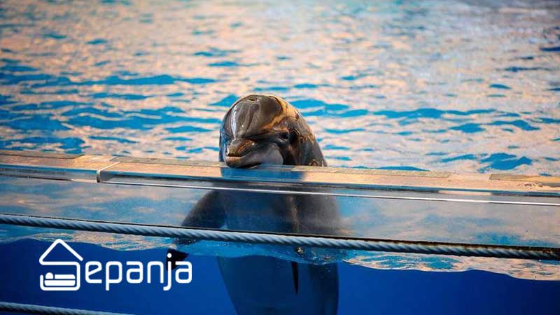 پارک دلفین های جزیره کیش