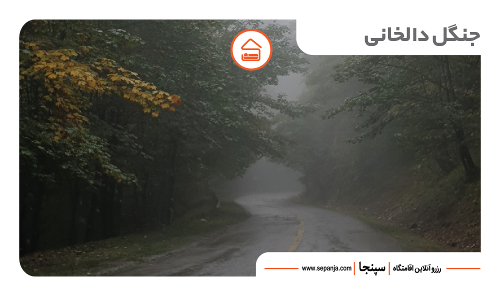 بهترین جاهای دیدنی رامسر از نظر گردشگران ! 24 جنگل دالخانی از جذاب ترین جاهای دیدنی رامسر