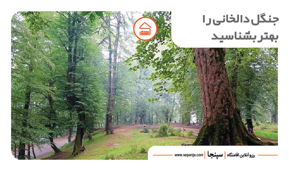 بهترین جاهای دیدنی رامسر از نظر گردشگران ! 25 نمایی از جنگل دالخانی