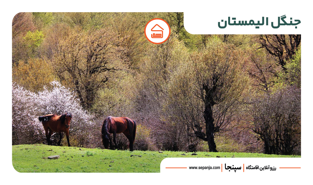 معرفی 14 تا از جذاب ترین جاهای دیدنی آمل 2 جنگل الیمستان از بهترین جاهای دیدنی آمل