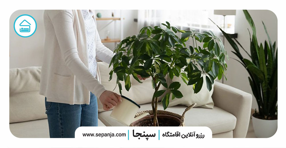 آبیاری-گیاهان