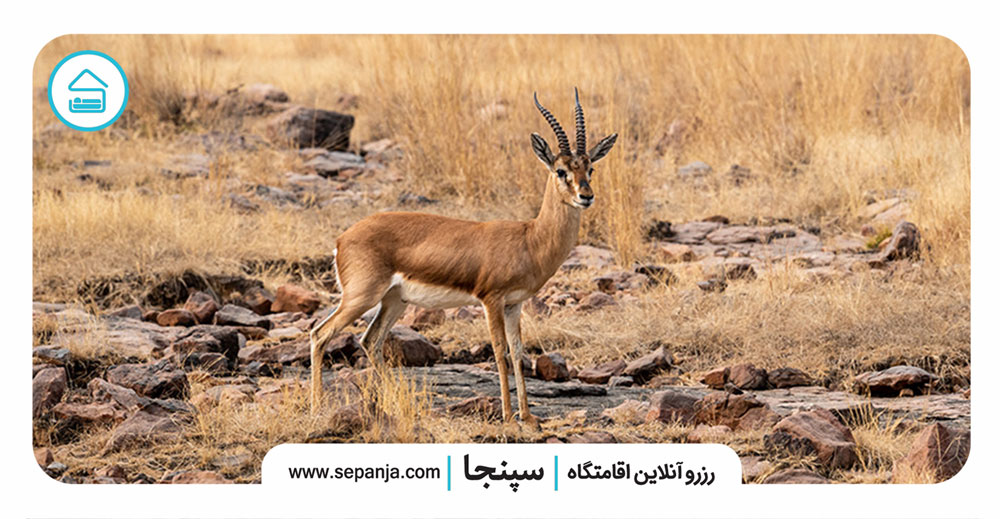 حفاظت-از-محیط-زیست-و-گونه-های-جانوری