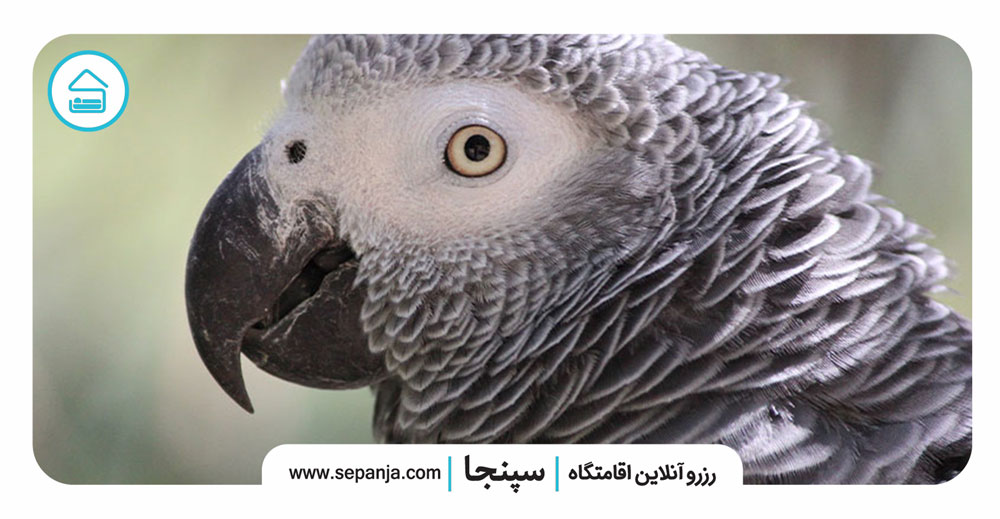 ۸ حیوان سخنگوی عجیب در دنیا که باید آن ها را بشناسید 2 ۱-طوطی-خاکستری-آفریقایی