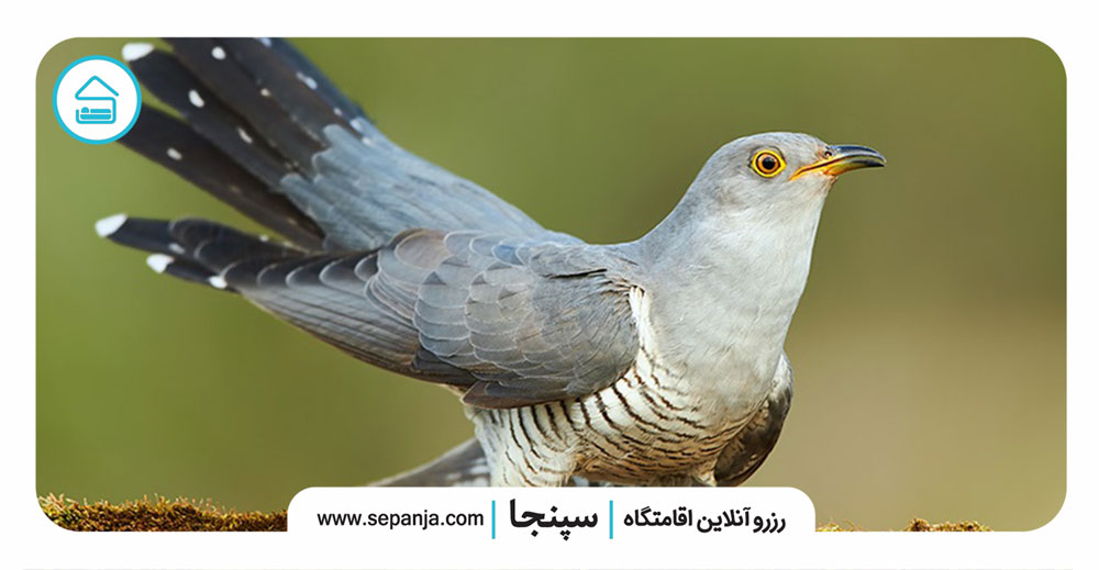 کدام حیوانات به جفت خود تا پایان عمر وفادارند؟ (معرفی 10 گونه حیوانی+ تصاویر) 2 ۱.فاخته،-پرنده-ای-وفادار-و-دوست-داشتنی
