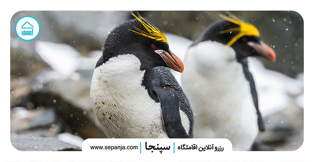 کدام حیوانات به جفت خود تا پایان عمر وفادارند؟ (معرفی 10 گونه حیوانی+ تصاویر) 6 ۱۰.-پنگوئن-ماکارونی،-پرندگانی-تک-همسردار-حیوان وفادار