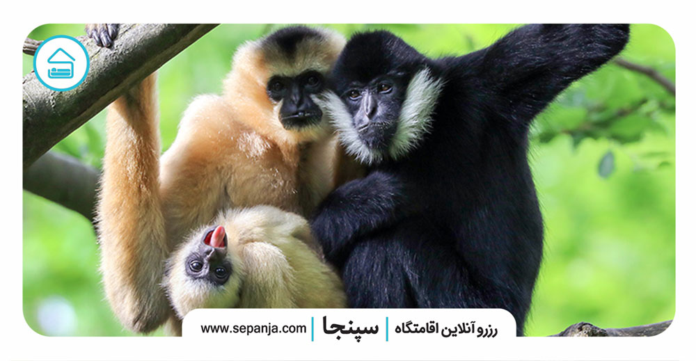 ۵.گیبون‌ها،-میمون-هایی-وفادار-با-روابطی-محکم-و-عمیق