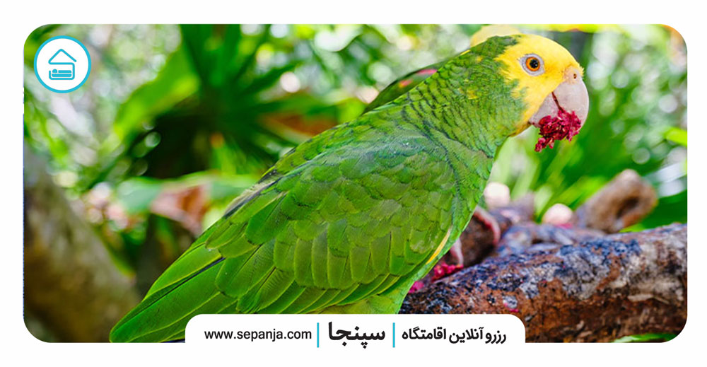 ۸ حیوان سخنگوی عجیب در دنیا که باید آن ها را بشناسید 5 ۶-طوطی-آمازون