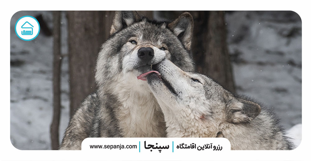 ۷.گرگ‌ها،-موجوداتی-وفادار-برخلاف-باور-عمومی-مردم