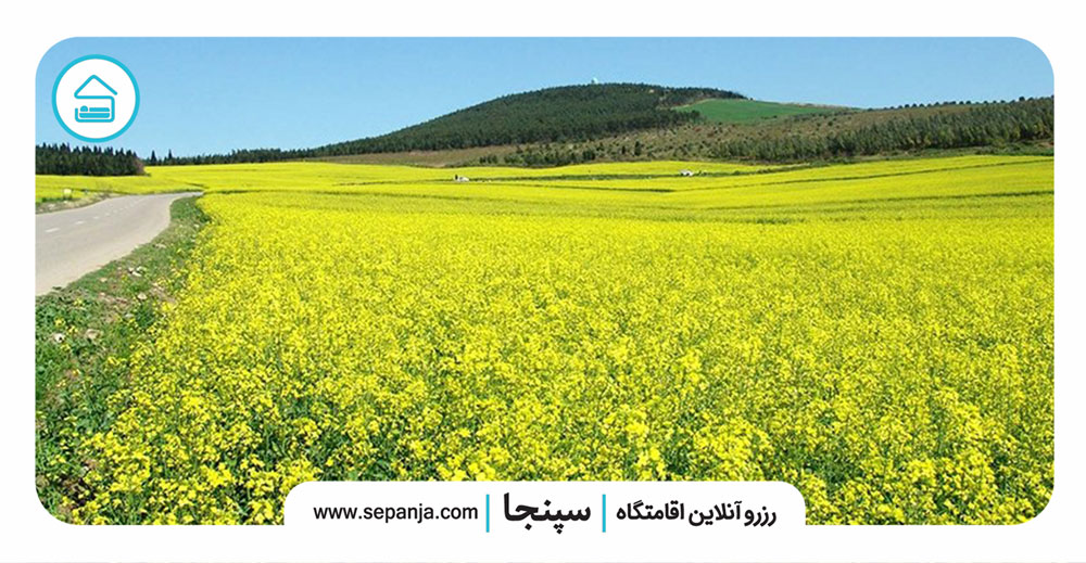 منطقه توریستی کرفون کجاست؟ جاذبه ای دیدنی در شمال کشور 3 مزارع-کلزا-کرفون