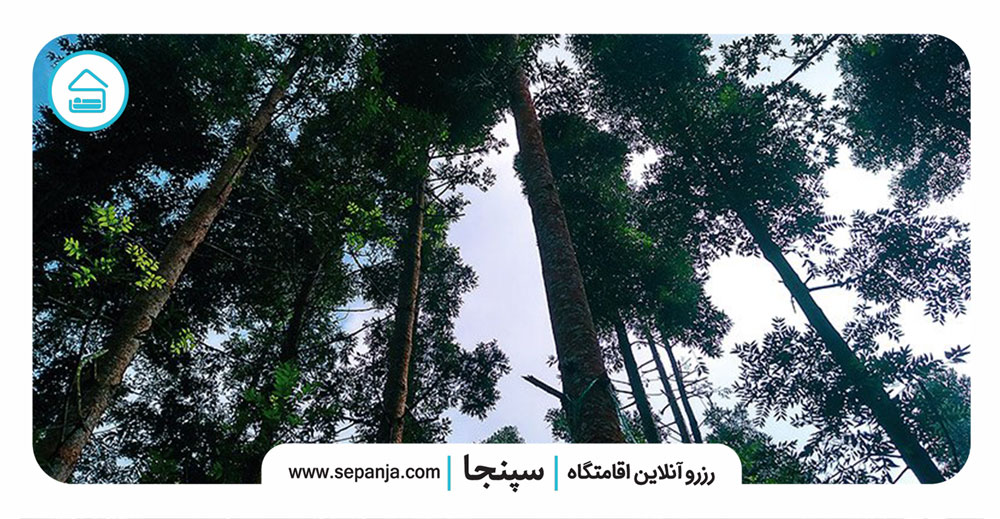 پارک جنگلی شیان لویزان، زیباترین پارک جنگلی در استان تهران 3 مناظر-پارک-جنگلی-شیان