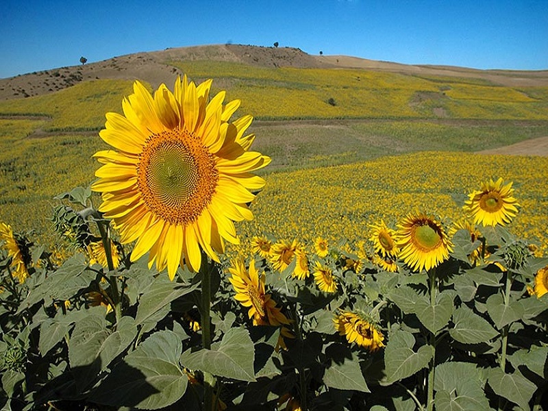 بهترین جاهای دیدنی سمنان