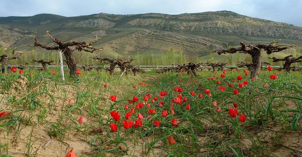راهنمای سفر به خراسان شمالی 5 سفر به خراسان شمالی