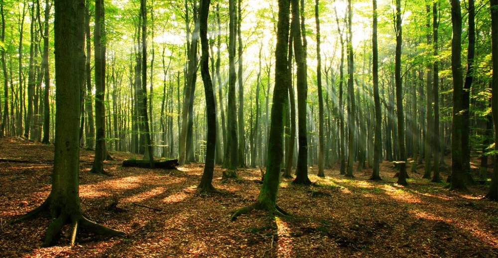 زیباترین جنگل های ایران