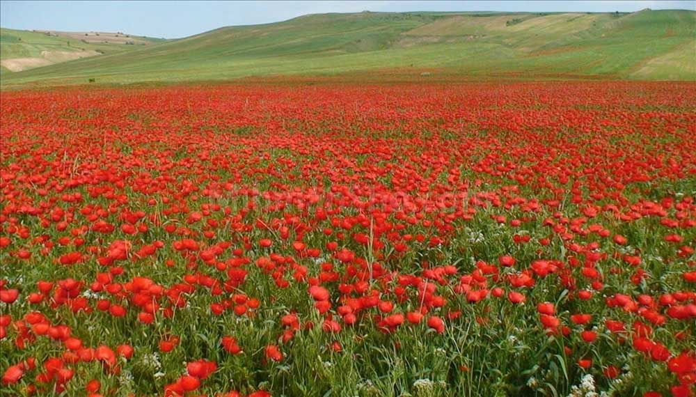 جاذبه های طبیعی