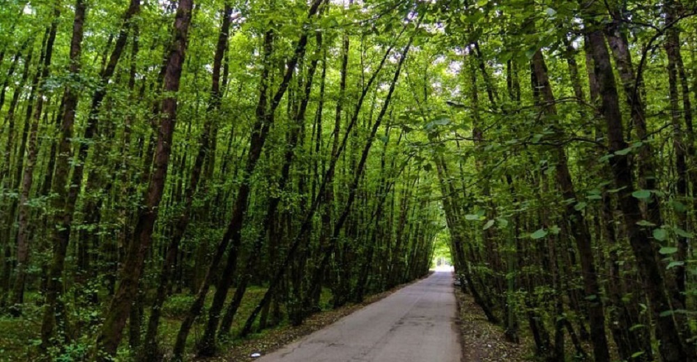 زیباترین جنگل های ایران