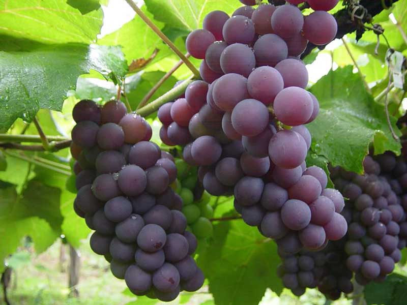 خوراکی های شاهرود