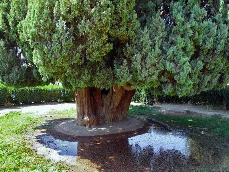 آشنایی با سرو ابرکوه ، کهنسالترین درخت ایران 7 اطلاعات ابرکوه