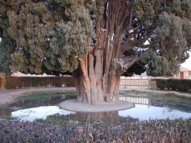 آشنایی با سرو ابرکوه ، کهنسالترین درخت ایران 4 سرو ابرقو