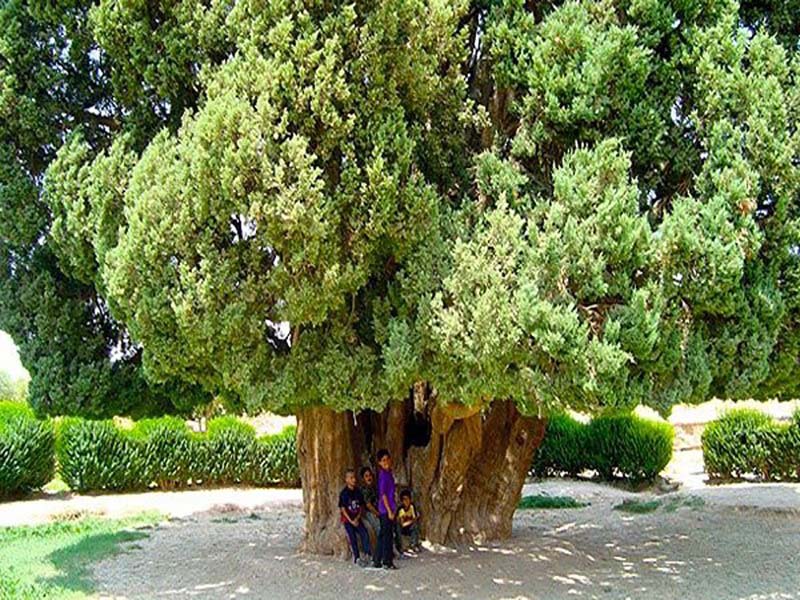 آشنایی با سرو ابرکوه ، کهنسالترین درخت ایران 6 سرو ابرکوه