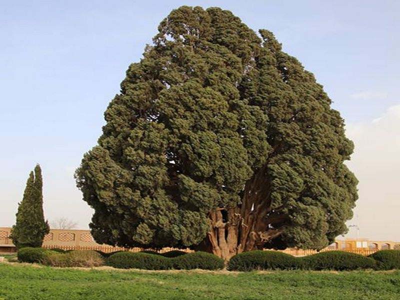 آشنایی با سرو ابرکوه ، کهنسالترین درخت ایران 3 سن سرو