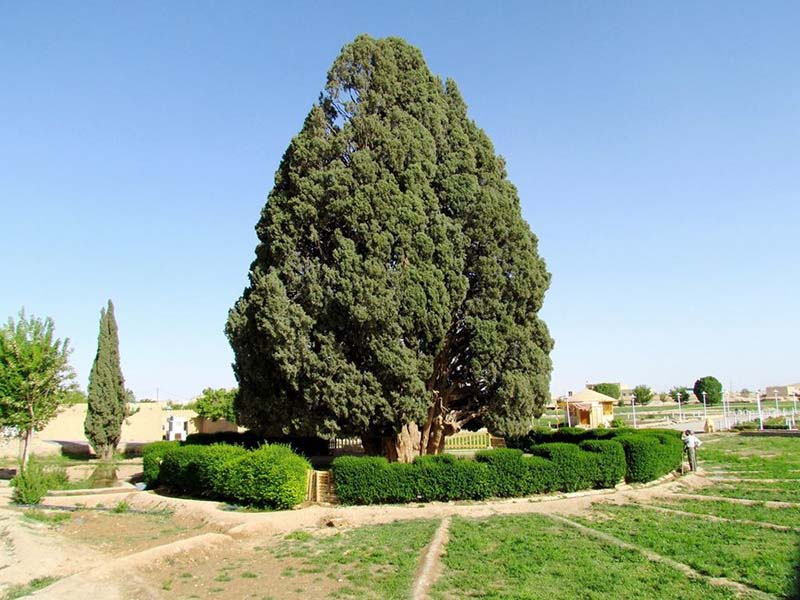 آشنایی با سرو ابرکوه ، کهنسالترین درخت ایران 5 مسیر دسترسی به ابرکوه