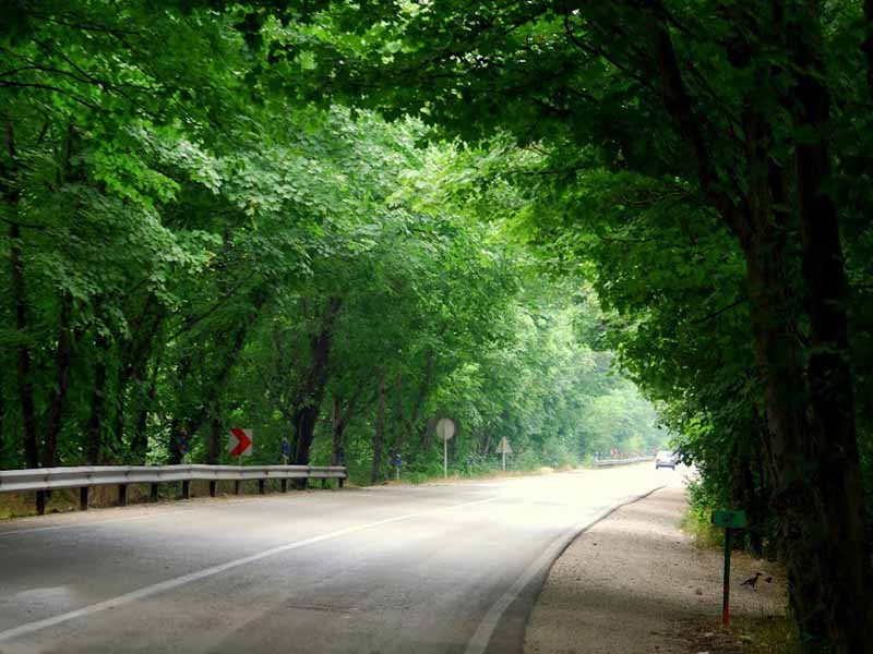 گونه های گیاهی جنگل گلستان