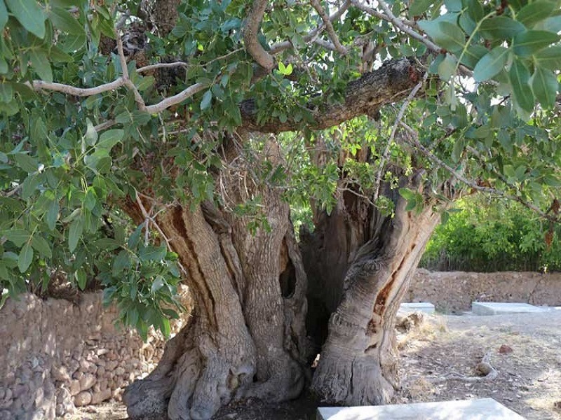 درخت بنه کهنسال