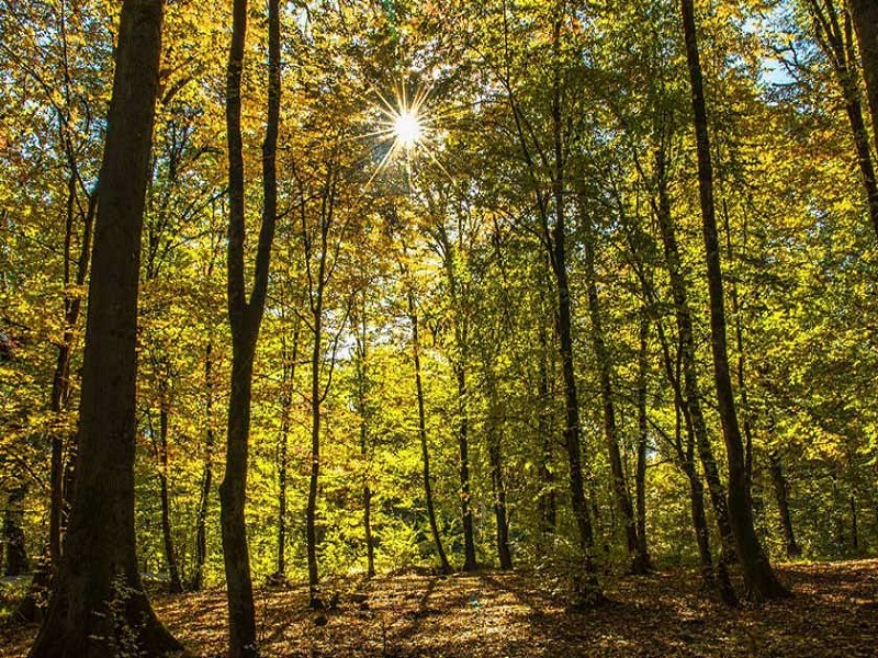 راهنمای سفر به آمل 5 سفر به آمل
