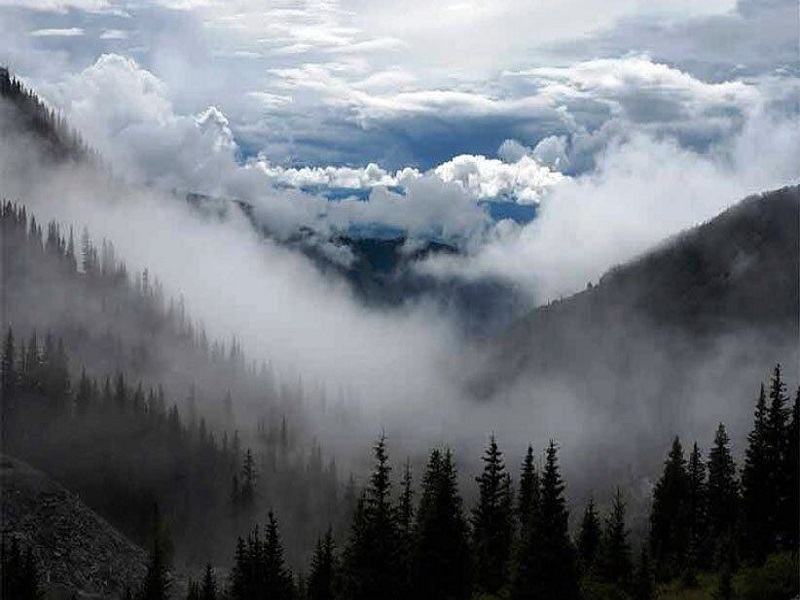 جنگل های ابری