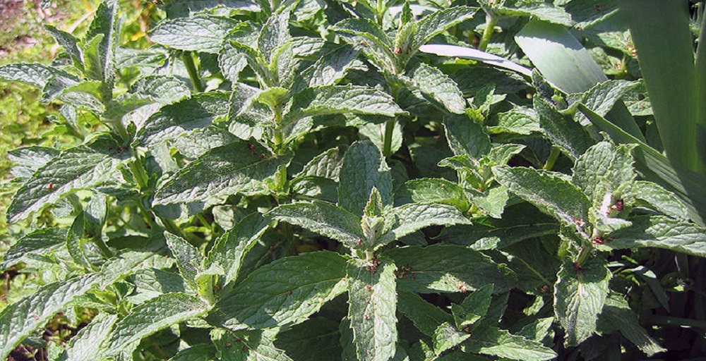 راهنمای سفر به شهرستانک 5 پونه