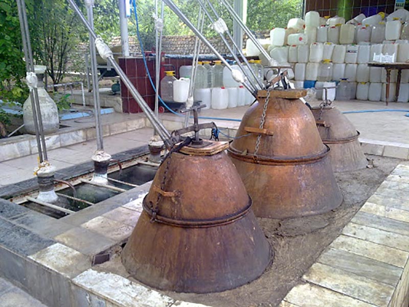 بهترین زمان گلاب گیری کاشان