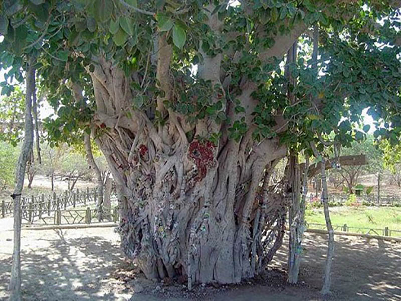 درخت سبز کیش