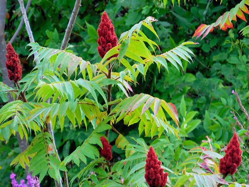 گونه های گیاهی