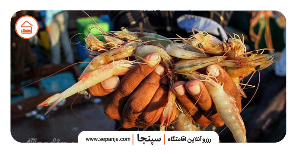 جشن میگو