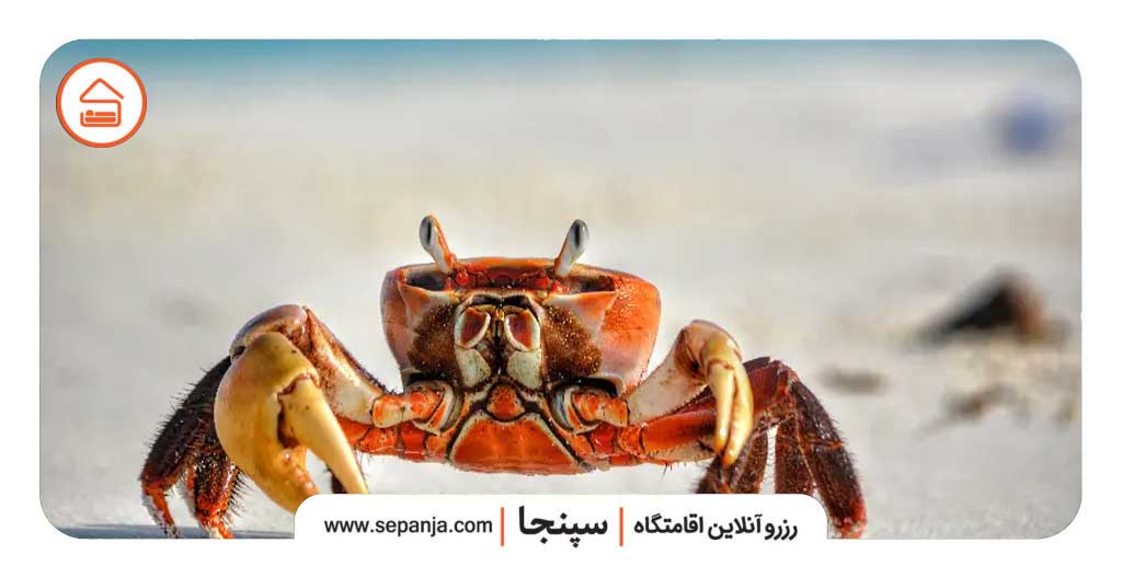 صخره خرچنگی کیش؛ تماشای حیات وحش در دل سواحل مرجانی