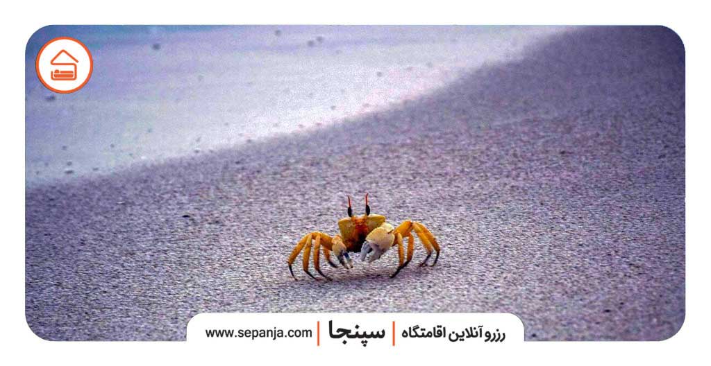 محل دقیق صخره خرچنگی کیش
