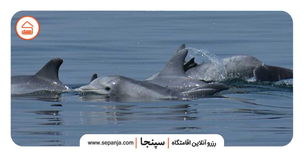 خلیج دیرستان یا(خلیج دلفینها) کجاست؟ 3 جاذبههای گردشگری روستای دیرستان